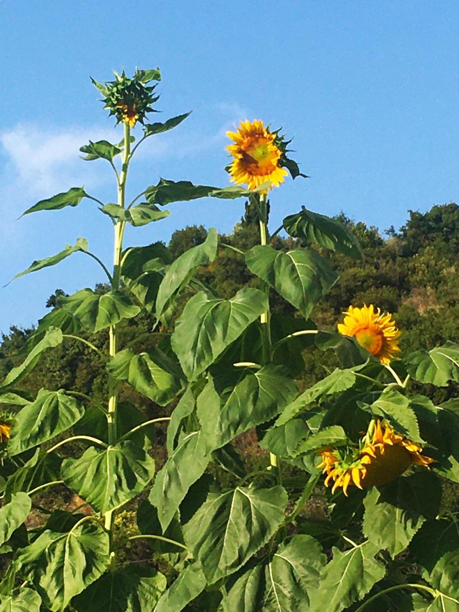 Sunflower Himara Екстер'єр фото