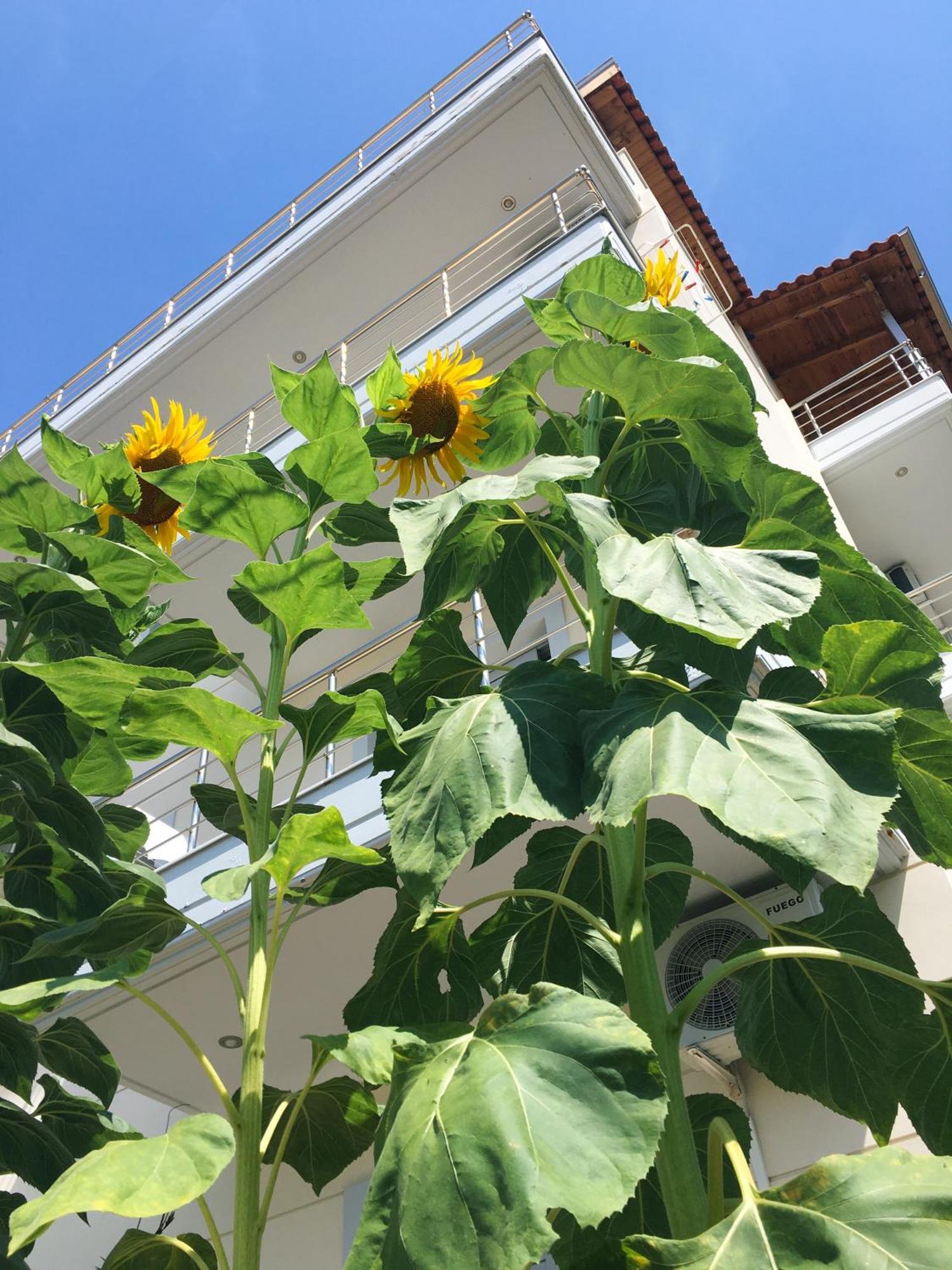 Sunflower Himara Екстер'єр фото