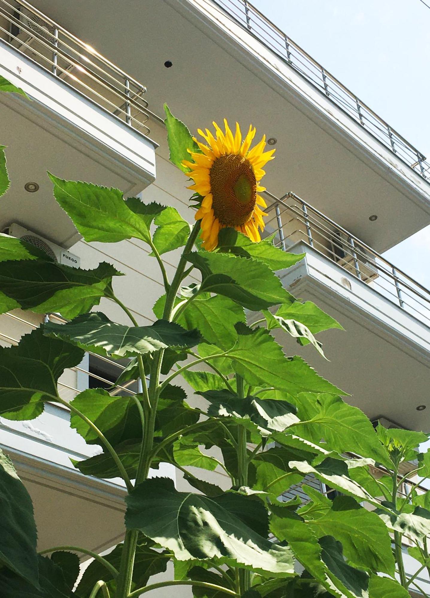 Sunflower Himara Екстер'єр фото